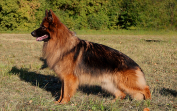 Длинношерстные кобели