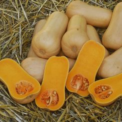 ПЛУТО F1 семена тыквы (Sakata | Alexagro)