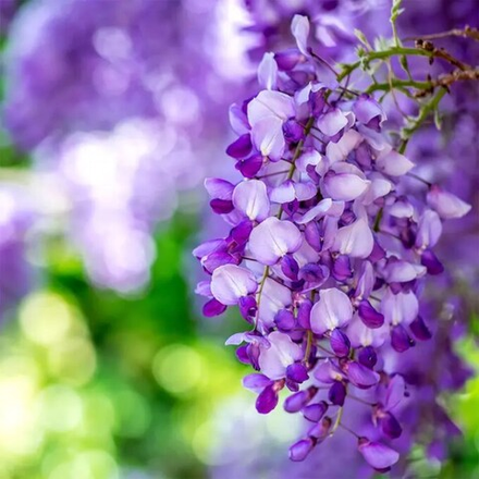 Отдушка CS - Лоза Вистерии (Wisteria Vines)