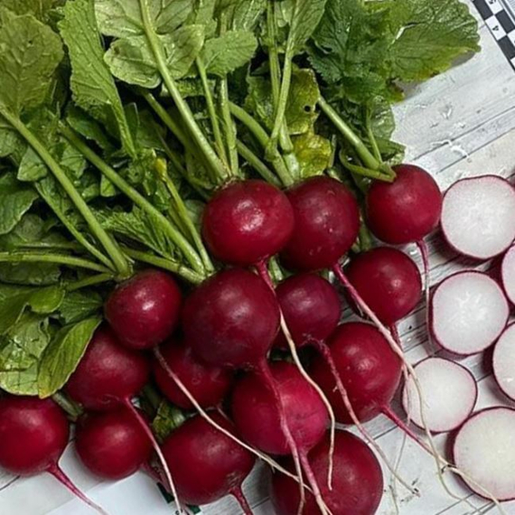 Мидуэй F1 семена редиса (Sakata / ALEXAGRO) культура – фото 2