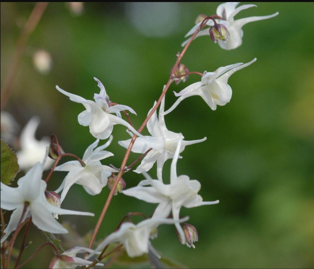 Горянка крупноцветковая "Elfenkoenigin".  Epimedium grandiflorum "Elfenkoenigin".