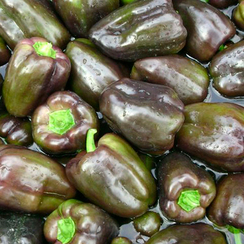 МАВРАС F1 семена перца сладкого (Enza Zaden | Alexagro)