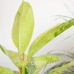 Фикус Эластика Шривериана Муншай 14/30