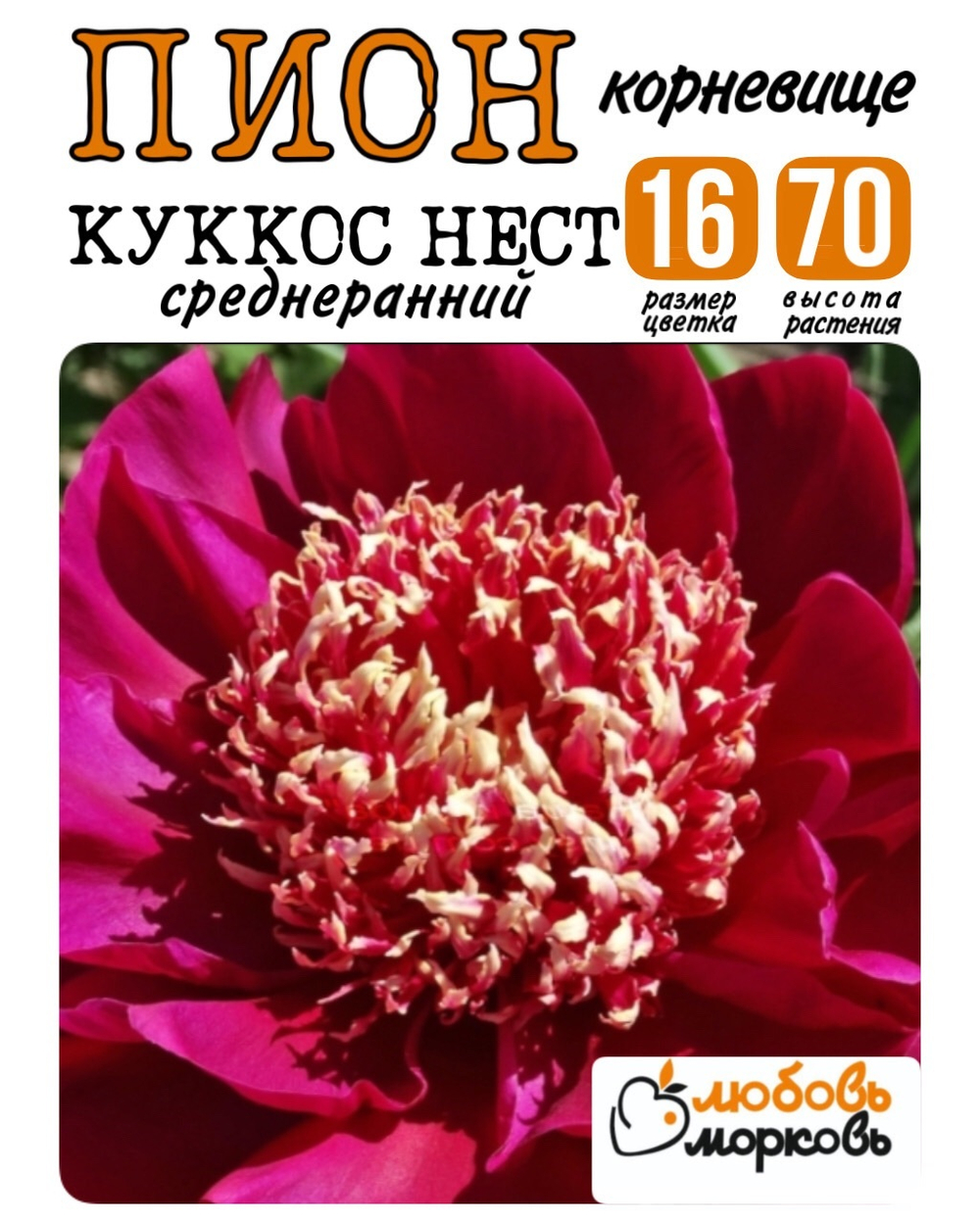 Пион Корневище, Куккос Нест, 3+ почек, 1шт (Любовь Морковь)