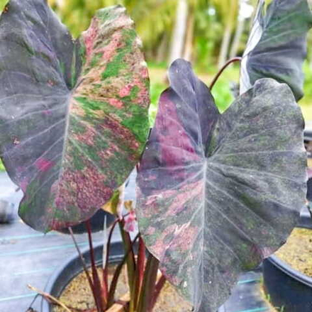 Колоказия PRETTY GREY