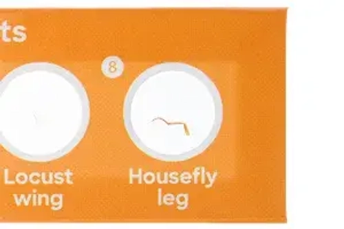 Набор микропрепаратов Levenhuk Discovery «Флора и фауна», 24 шт.