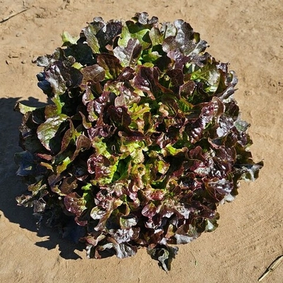 Бугатти семена салата (Nunhems / Нюнемс)