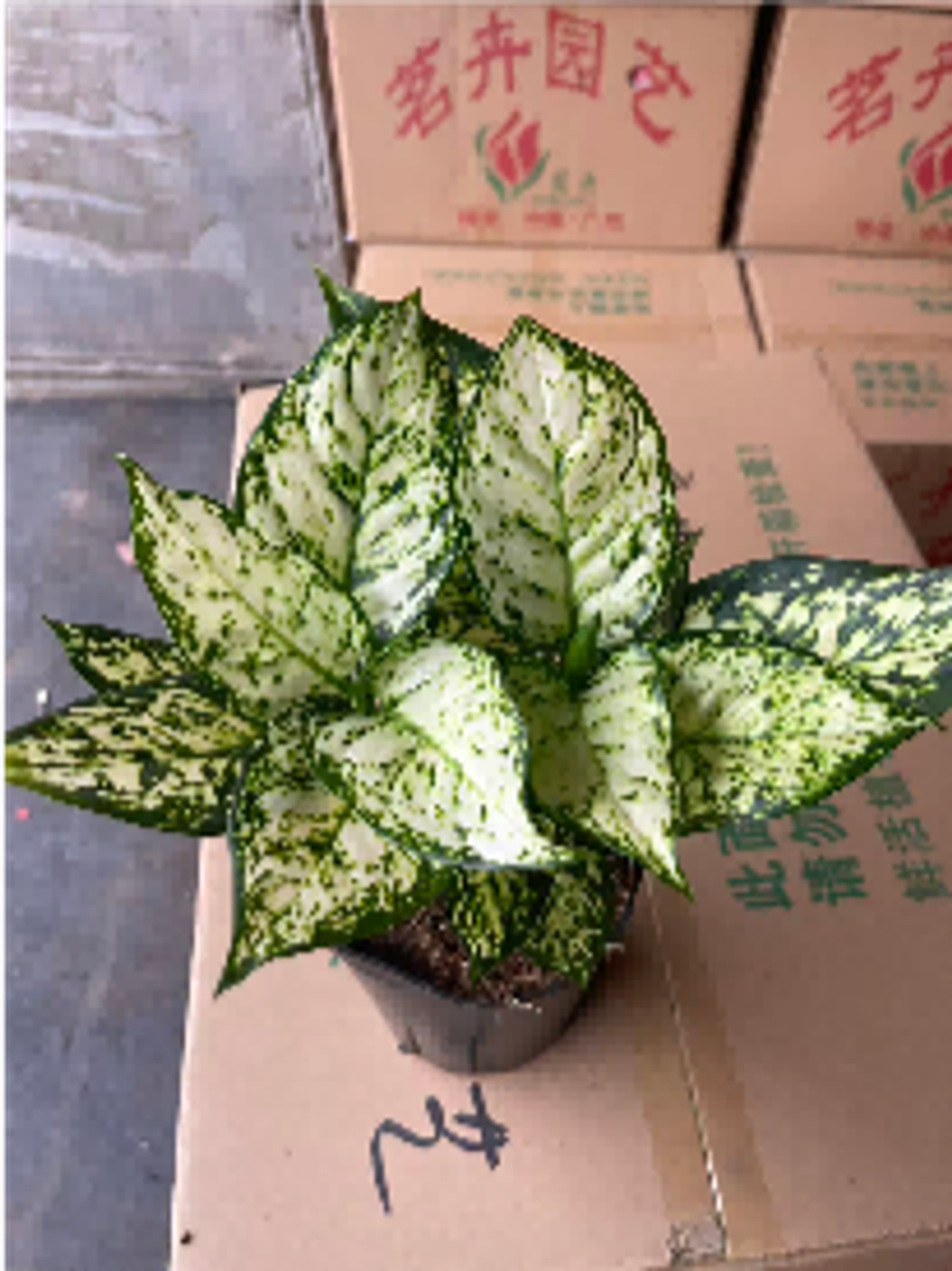 Аглаонема Snow д.12