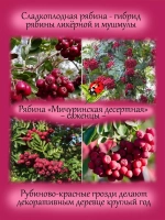 Рябина Мичуринская Десертная