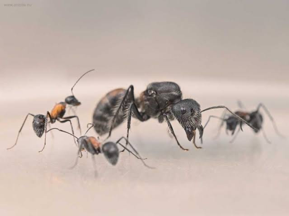 Муравьи Camponotus mutilarius (xiangban) (Ароматный муравей)
