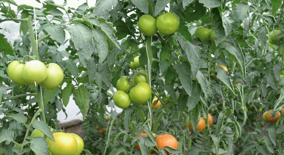 МАРТЭЗ F1 семена томата Seminis купить – фото 4