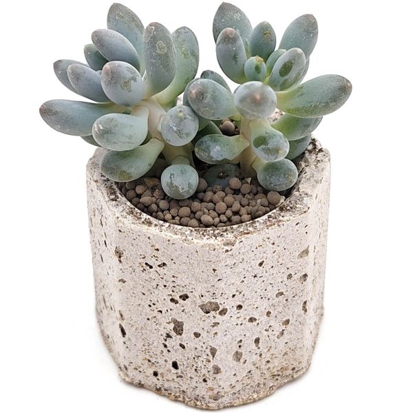 Суккулент Пахифитум Мачукая