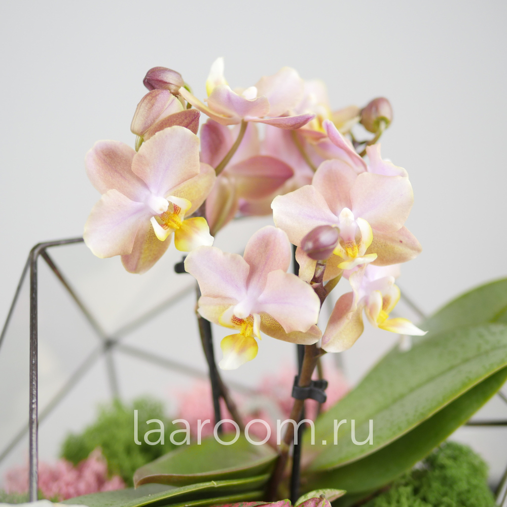 Флорариум с орхидеей Икос