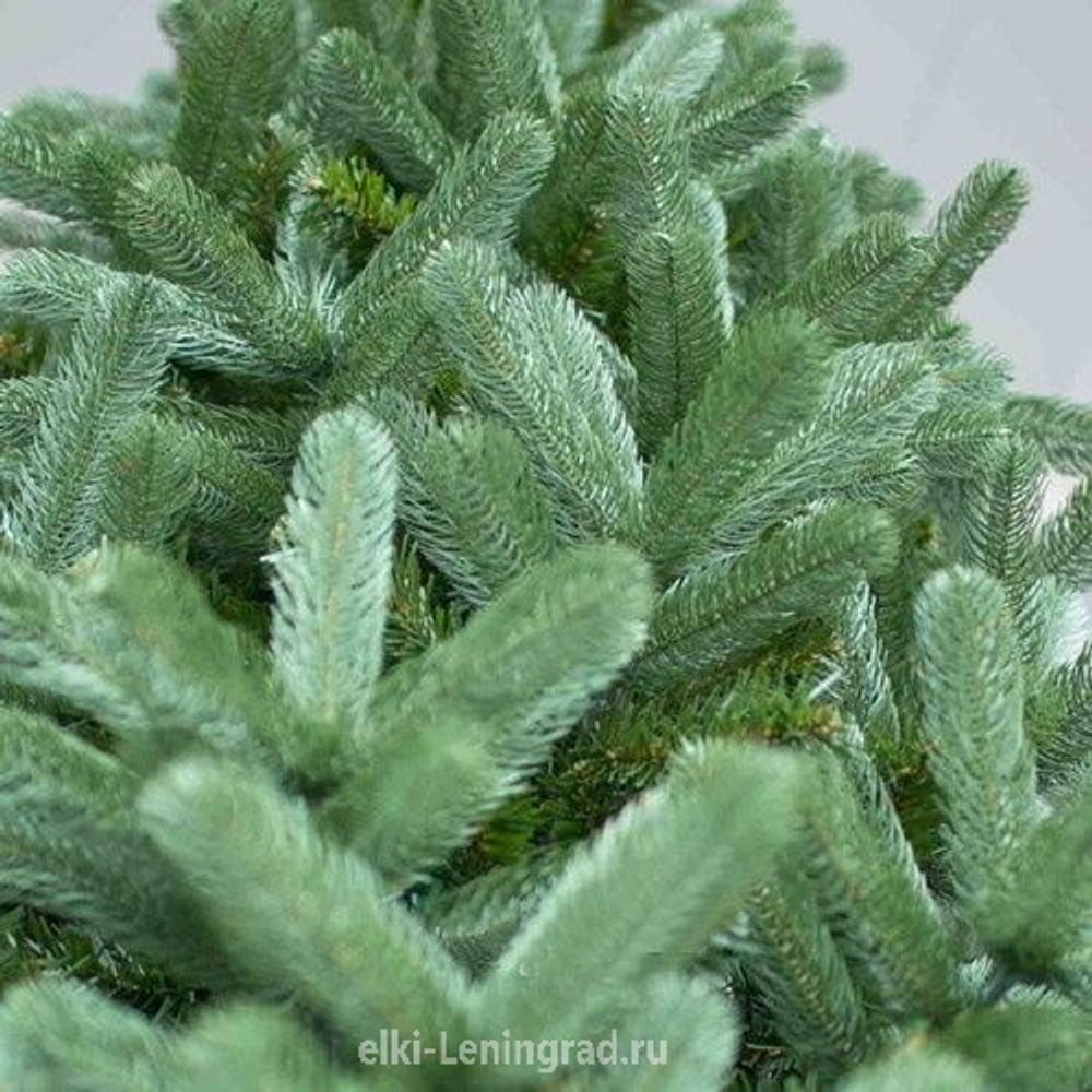 Большая елка «Европейская» (Литая+пвх) 3 м