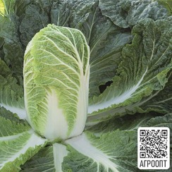 Базуко F1 семена капусты пекинской (Bejo / Бейо)