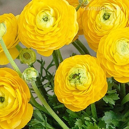 Ранункулюс Желтый (10 шт) Волжский Сад