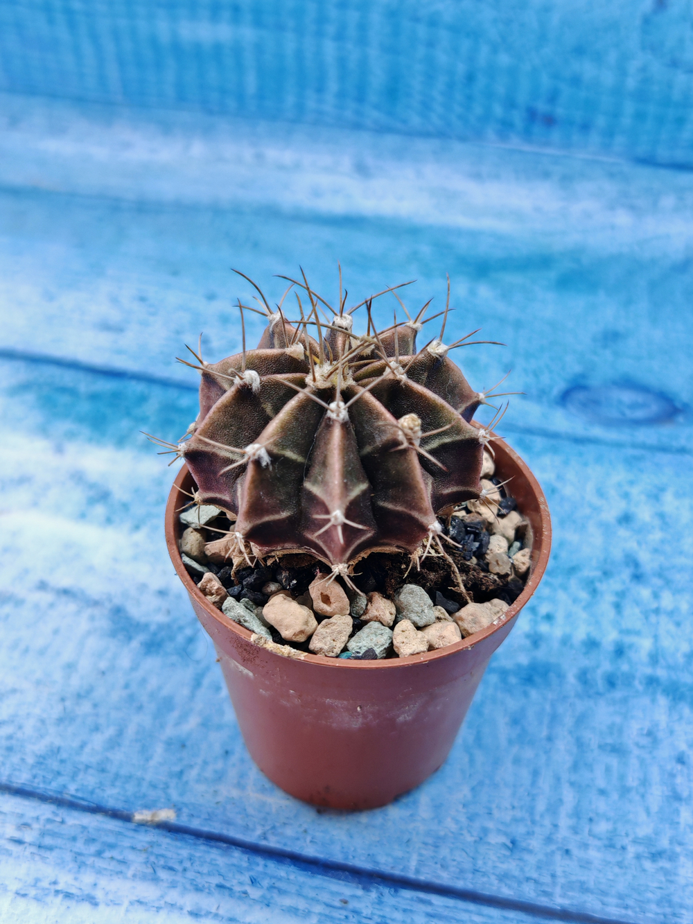 Gymnocalycium Friedrichii (Гимнокалициум)