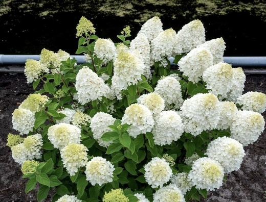 Гортензия метельчатая "Шуга Раш" 7,5л