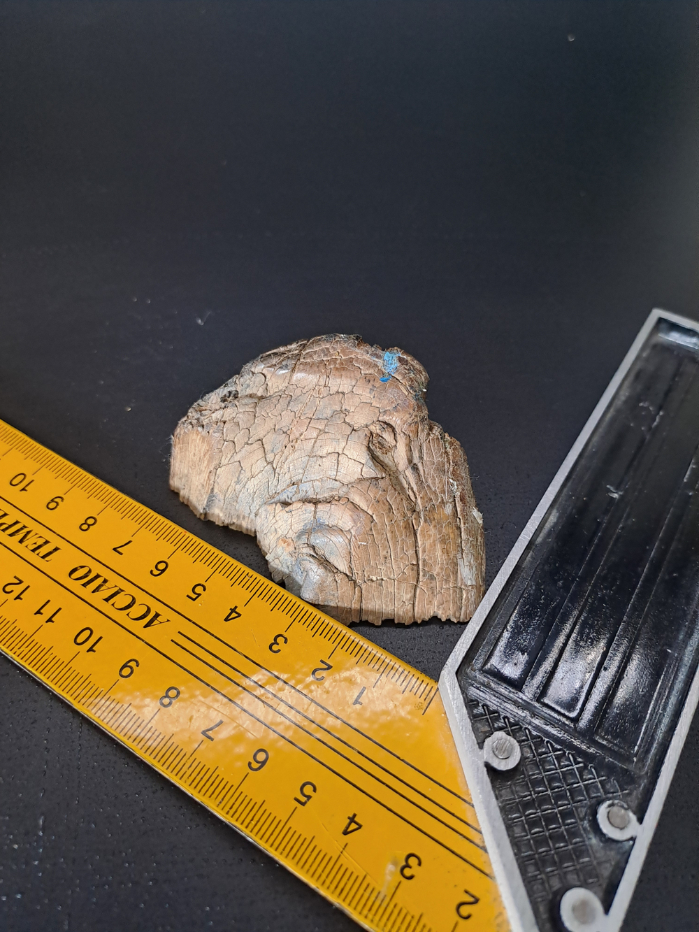 Бивень мамонта для коллекции и поделок