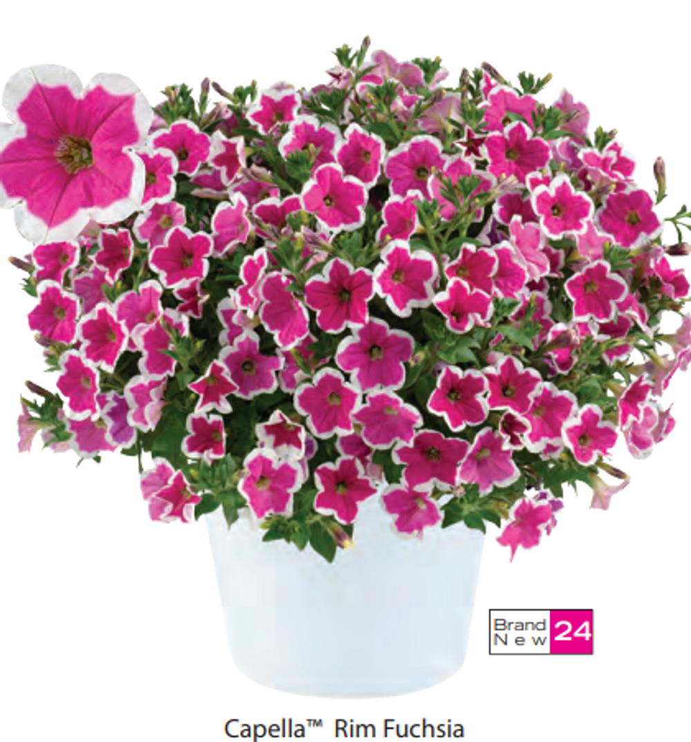 ЕВРО Петуния Capella Rim Fuchsia ОКС укорененные черенки 15-20 февраля
