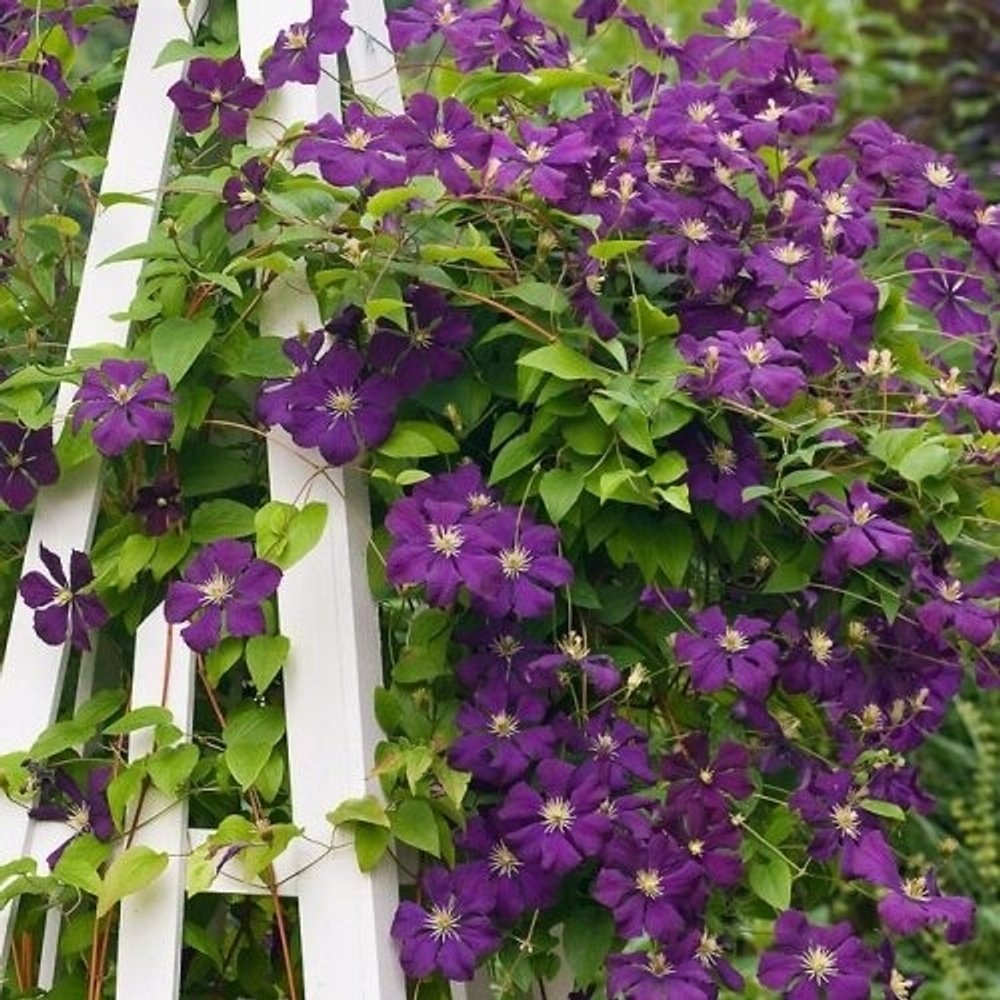 Клематис Etoile Violette (3 группа обрезки)