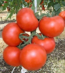 Энигма F1 семена томата индетерминантного (Seminis / Семинис)