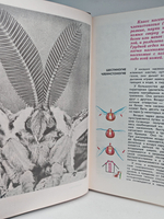 Мир животных. Рассказы о насекомых