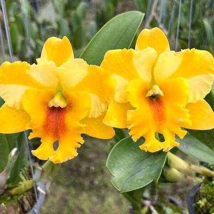 Орхидея ринкаттлеанте RTH. NELL HAMMER PAYOM