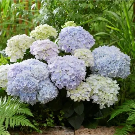 Doppio Azzurro (Доппио Аззуро) Р12 Европа 2026