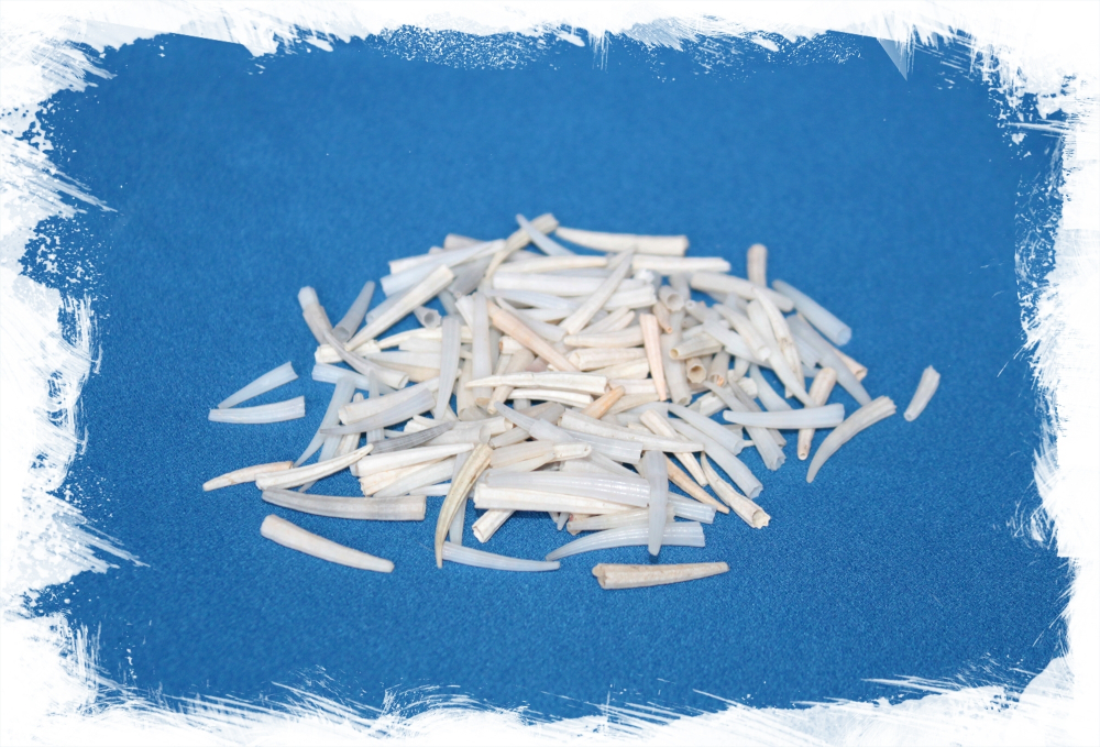 Денталиум Октангулатум, 1,5-3см, 400гр, 2800шт