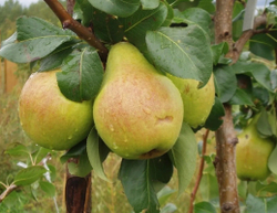 Груша Барнаульская крупная