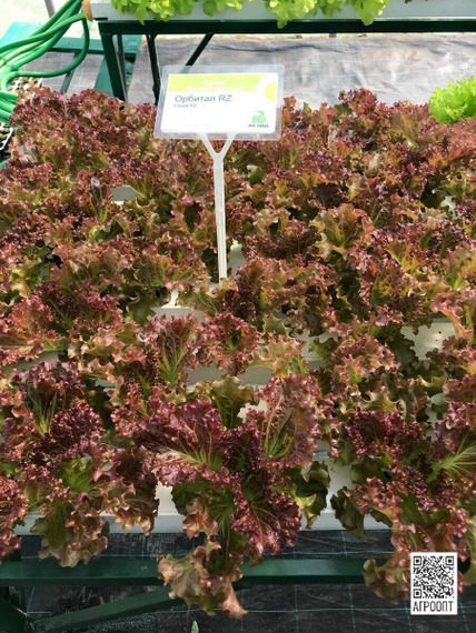 ОРБИТАЛ семена салата (Rijk Zwaan | Alexagro) – фото 3