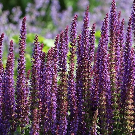 Шалфей дубравный Ostfriesland