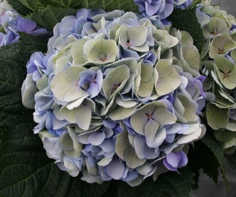 Magical Opal/ Мэджикал Опал (Стандарт поставки Р9)2025г.