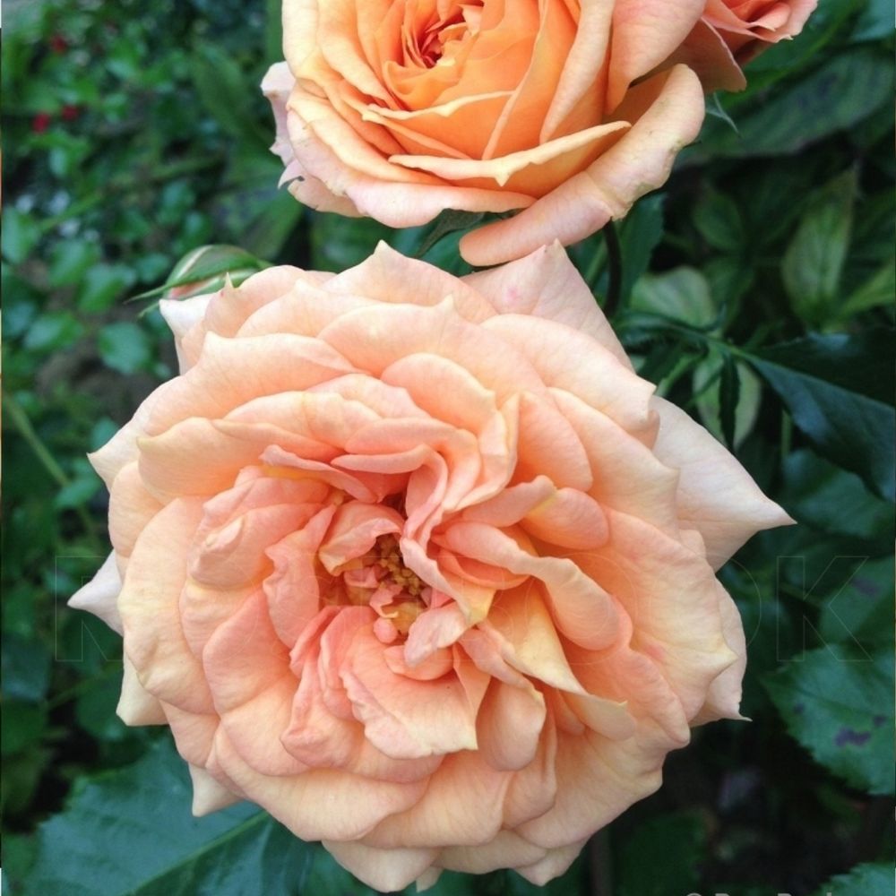 Бентхаймер Голд (Bentheimer Gold)