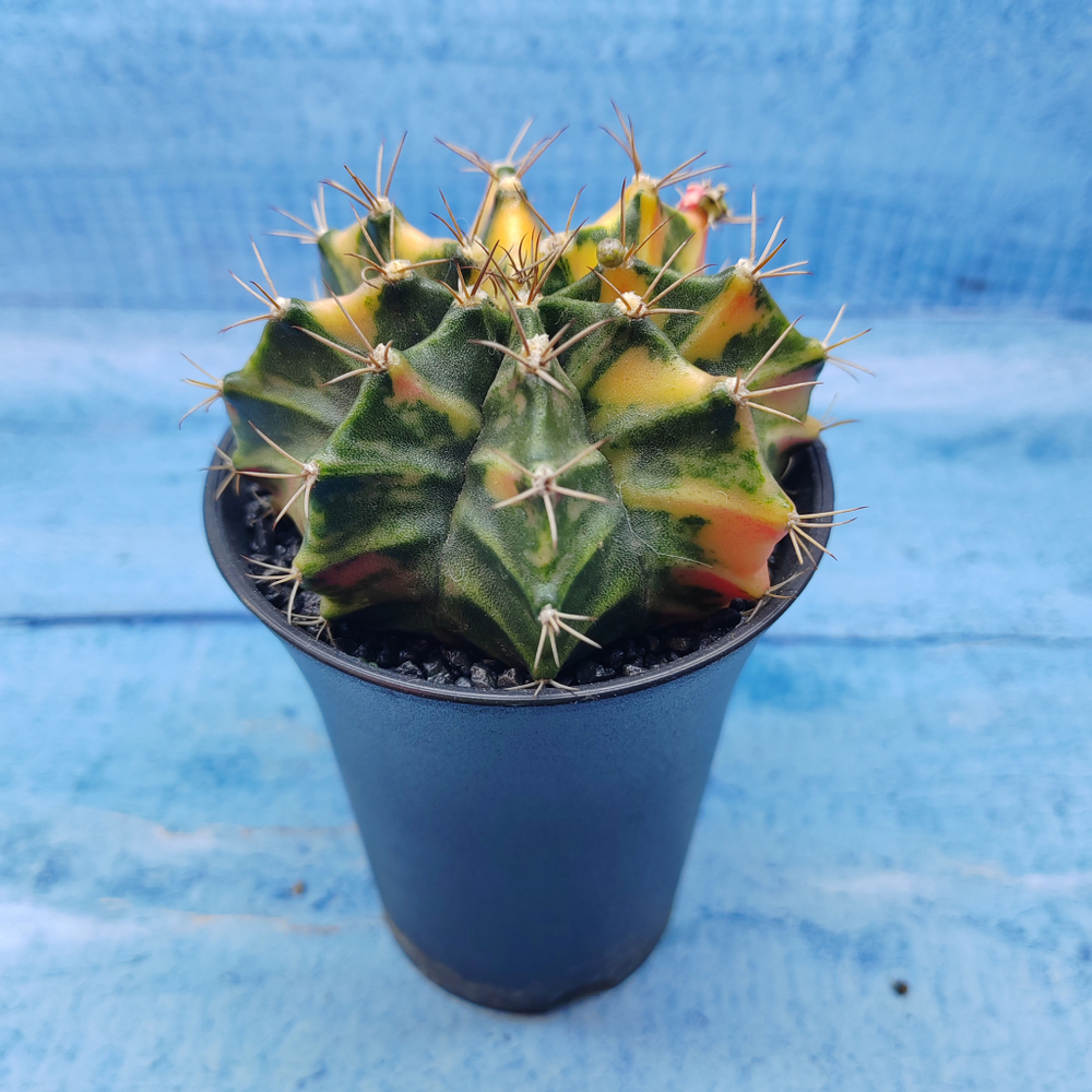 Gymnocalycium Variegata (Гимнокалициум Вариегатный)