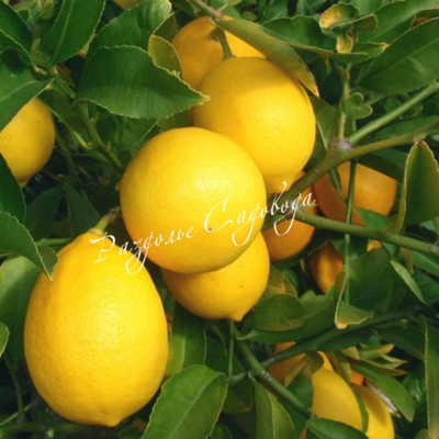 Лимон "Мейера" (горшок 1.5л)