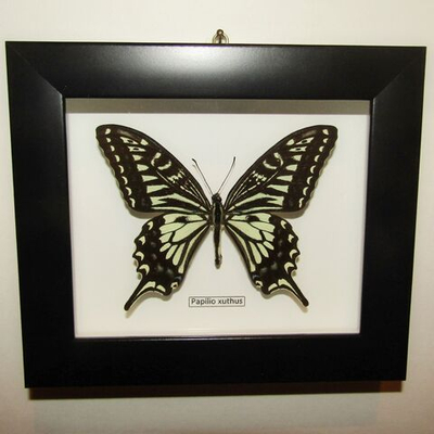 Бабочка Papilio xuthus в рамке
