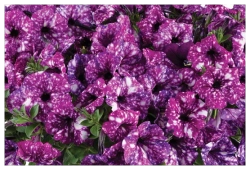 Петуния Splash dance purple polka