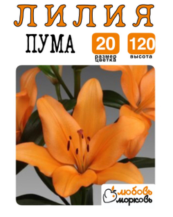 Лилия Луковица, Пума, ЛА-гибрид, разбор 20/22, 1 шт