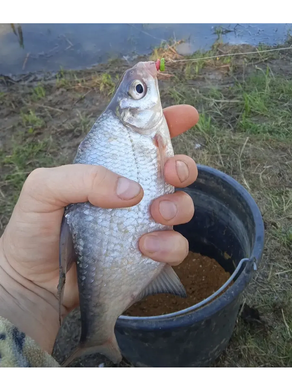 Наживка "Пылящие колечки"