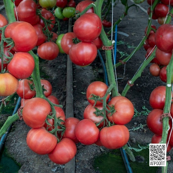 МАНУЗА F1 семена томата (Rijk Zwaan | Alexagro) – фото 3