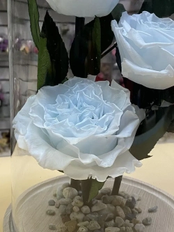 Клош с пионами