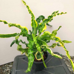 Кротон SAHAT SADECHA