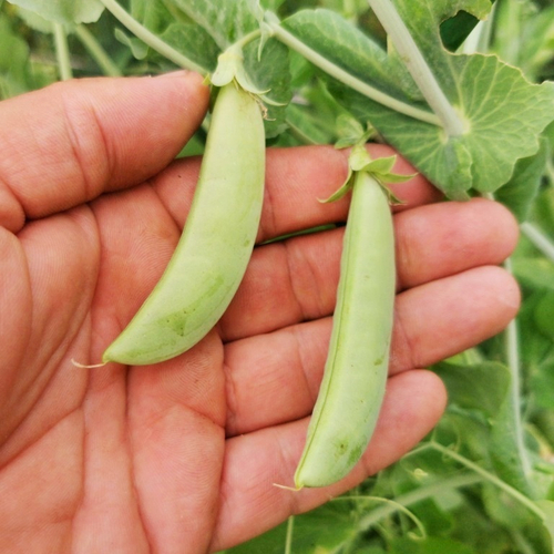 Тайваньский Жаростойкий Снеп Горох Тайчжун 13 - 豌豆台中13號