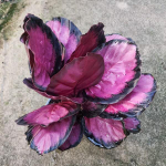 Калатея PICTURATA CRIMSON (#1)