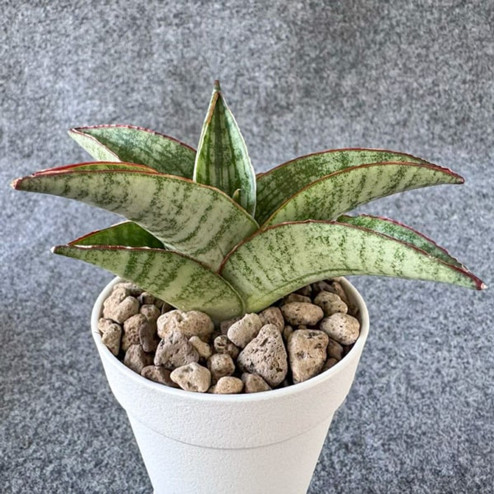 Сансевиерия ROCKSTAR