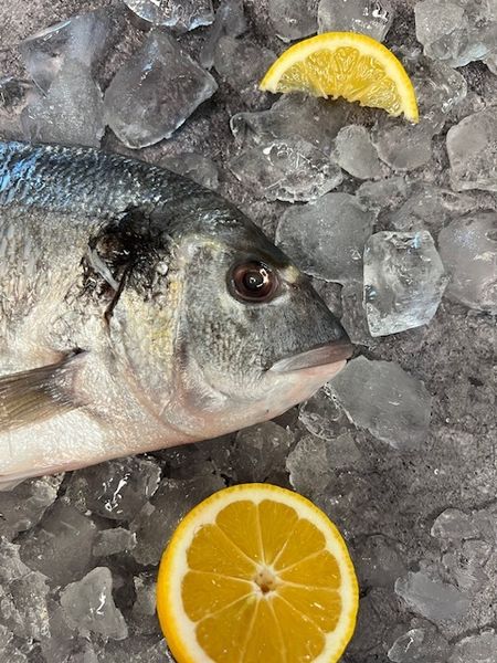 Свежесть рыбы — секрет идеального вкуса
