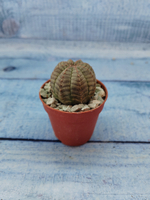 Euphoria Obesa (Эуфорбия)