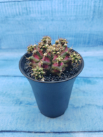 Gymnocalycium T-Rex Pink hybride (Гимнокалициум T-rex)